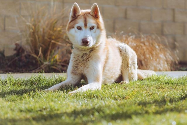 Another dog that will need an owner that can keep up with them, Sonny is a three year old Siberian Husky. He's high maintenance, but he's more than worth it.