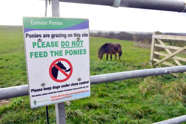 People have been asked to enjoy watching the ponies from a distance, with dog walkers asked to keep their pets on leads.