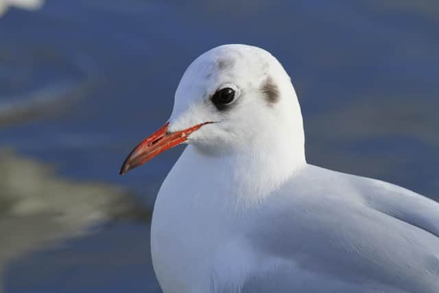 A black-headed gull with its winter plumage, buy Dougie Holden from the National Trust.