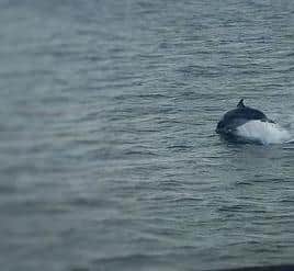 A dolphin leaping out of the water off Roker Pier.

Photograph: Jon Bradley