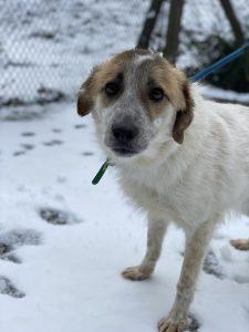 Friendly three and a half year old male Ronnie came to Mayflower Sanctuary in December 2020.