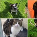 Just some of the cats and dogs in the care of Stray Aid, near Durham City, which require a new home.