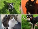 Just some of the cats and dogs in the care of Stray Aid, near Durham City, which require a new home.