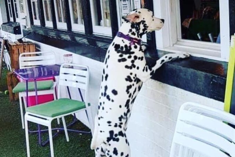 “Here’s one of our four legged customers waiting for the doggy muffins we bake for them", says the team from this Newlands cafe.