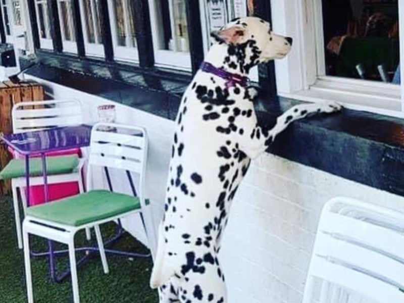 “Here’s one of our four legged customers waiting for the doggy muffins we bake for them", says the team from this Newlands cafe.