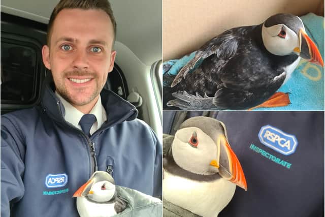 The RSPCA have rescued and released a puffin which was found in a country lane in County Durham.