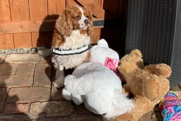 Seven-year-old Nancy takes her cuddlies out to enjoy some sunshine in the garden. Happy International Dog Day Nancy!
