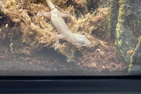 The gecko which travelled 5000 miles from Mexico to Sunderland