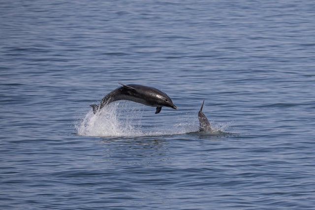Simon captured the dolphins in all their glory.