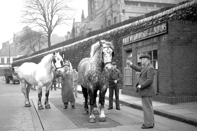 Vaux horses being weighed on the public weigh bridge in Low Row in 1958.