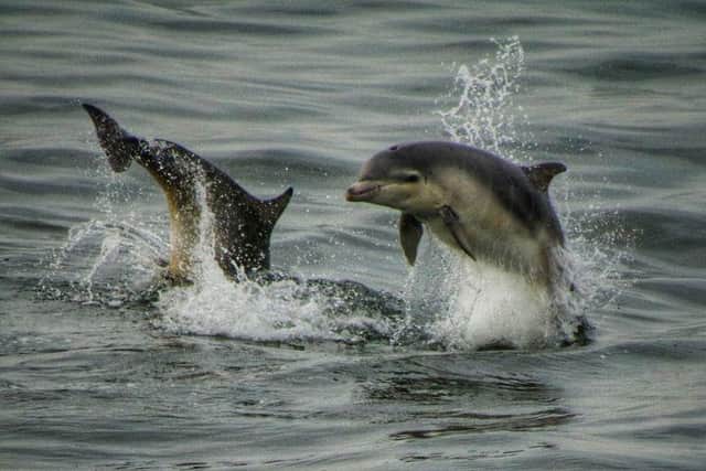 There were around 15 dolphins off the coast of Sunderland this morning. Pictures by Ian Maggiore
