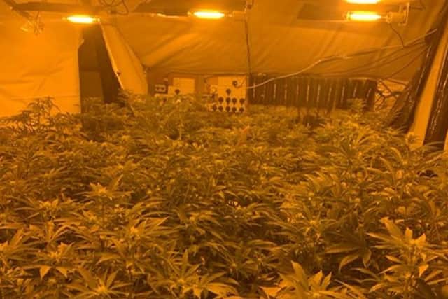 The cannabis farm found in Sunderland city centre