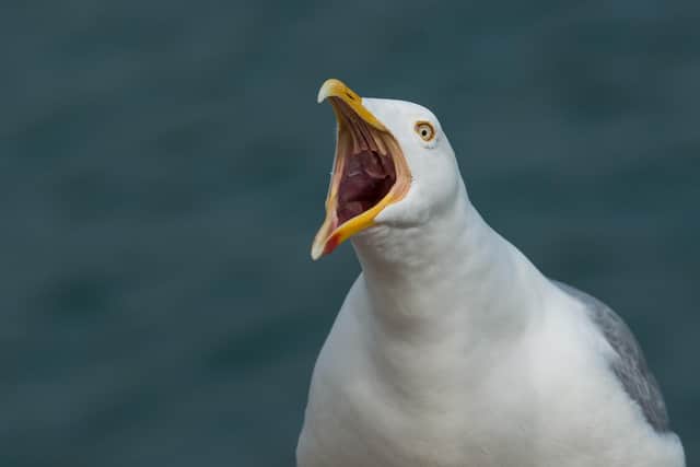 A stock image of a herring gull, from Pixabay.