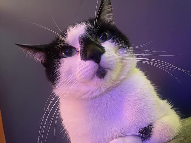 Sir Winston - to give him his full title - looks down on his loyal subjects.