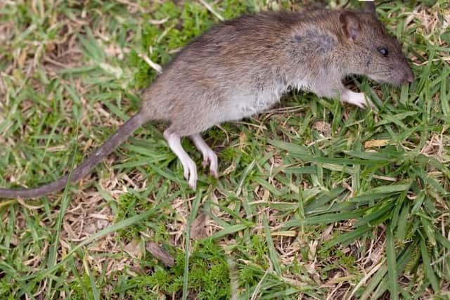 The rat that was found in Lynsey Talbott's garden in South Hylton