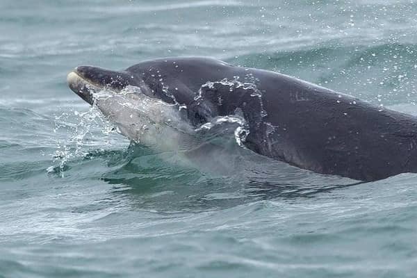 A pod of bottlenose dolphins has been spotted along the North East coast. Photo: Stuart Baines