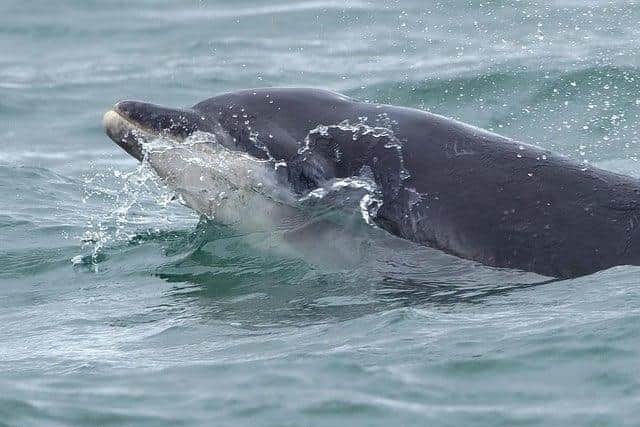 A pod of bottlenose dolphins has been spotted along the North East coast. Photo: Stuart Baines