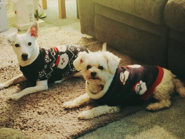 Dennis and Dottie are ready for all weathers this Christmas.