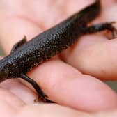 A Great-Crested Newt.