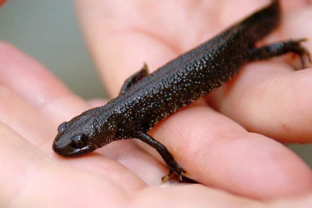 A Great-Crested Newt.