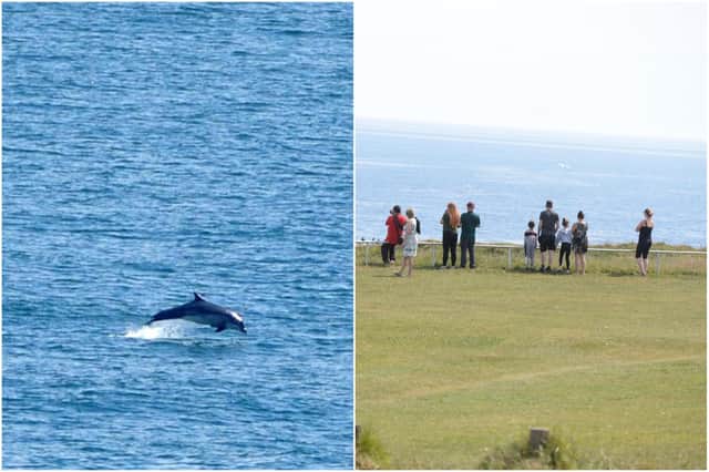 Bottlenose dolphin spotted off the coast of Marsden Bay as walkers top to watch special sighting.