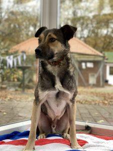 Six year old Ringo is very loving and affectionate once he gets to know you.  He needs a patient family to help bring him out of his shell.