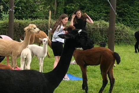 There are 21 alpacas on site.