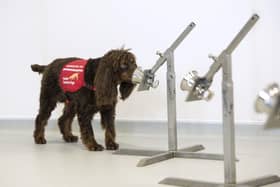 A sniffer dog involved in the project