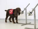 A sniffer dog involved in the project