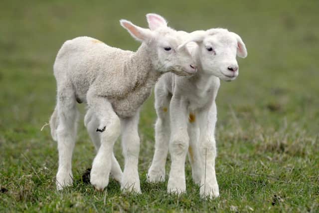 Police remind rural dog walkers of lambing season after reports of livestock attacks by dogs