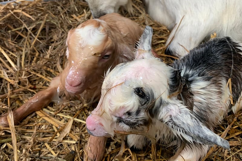 Newly born Digby and Delilah, whose names were chosen in a Facebook competition after their birth crashed a live Facebook broadcast by the park in February 2021.