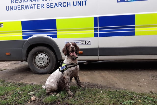 The adorable PD Kip is pictured alongside the River Aire, helping West Yorkshire Police with a missing person search.