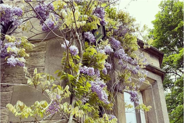 Rosie shared her wisteria plant to her followers on Instagram.