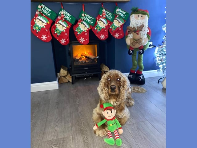 Smudge is keeping watch over the family stockings ... so no funny business!