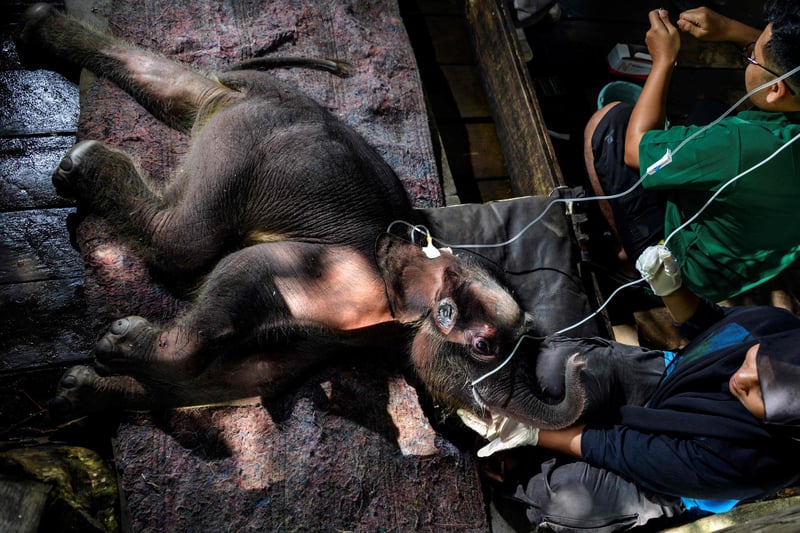 A Sumatran elephant calf receives medical attention at the Saree elephant conservation centre in Saree, Aceh province on February 15, 2021, following the three week-old pachyderm's rescue in Pidie district after being stuck in mud