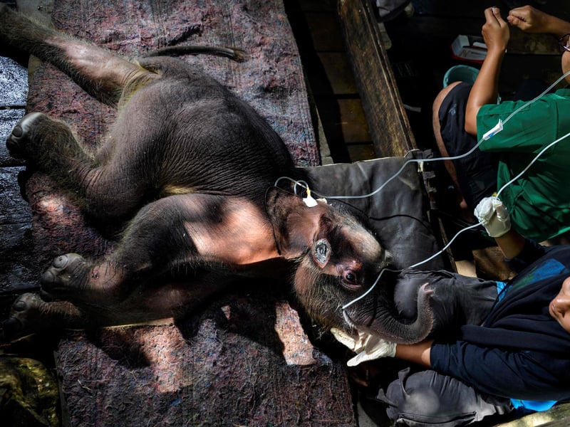 A Sumatran elephant calf receives medical attention at the Saree elephant conservation centre in Saree, Aceh province on February 15, 2021, following the three week-old pachyderm's rescue in Pidie district after being stuck in mud