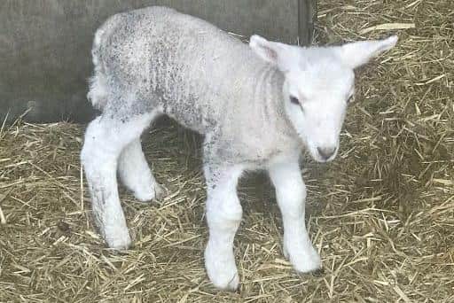 One of the lambs which was founded abandoned in a Sunderland garden