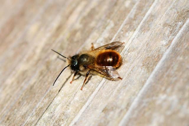 A mason bee. Efforts are being considered to protect their habitats.