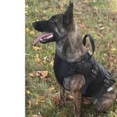 Police Dog Adley and his handler tracked down the two suspects who were found more than a mile away from the abandoned bike.
