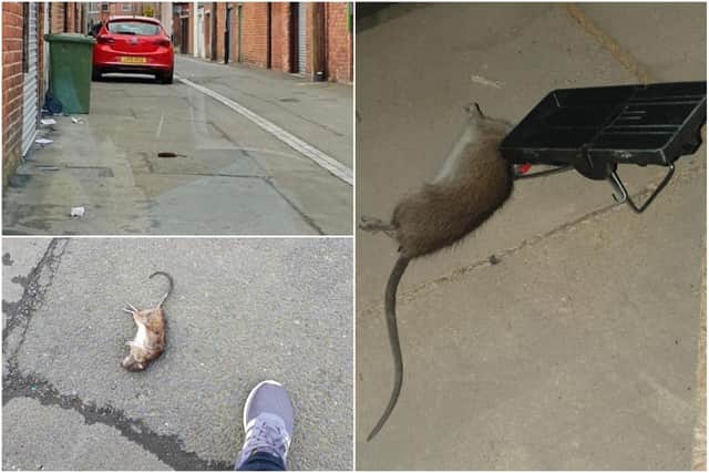 Photos of some of the rats caught in Somerset Cottages in Silksworth by one family who said they are fed up with the infestation in the area.