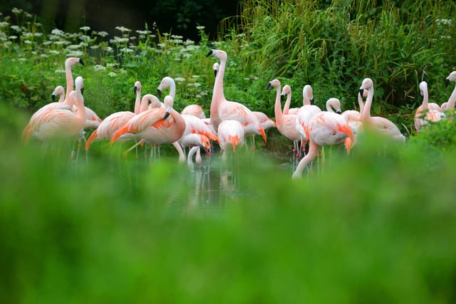 There's a whole host of activities taking flight at WWT Washington Wetland Centre over the summer including daily flamingo and otter talks, pond dipping, animal tracking, mini beast hunting and den building. See the wwt.org.uk website for more.