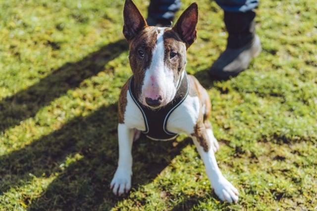 Pip is another dog who's full of beans - he'll run you ragged if you aren't prepared! At 11 months old, he'll need some training, but would be great with kids if brought up around them properly.
