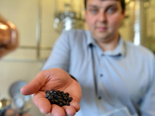 WL Distillery managing director Scott Wilson-Laing with juniper berries the main ingredients to produce gin.
