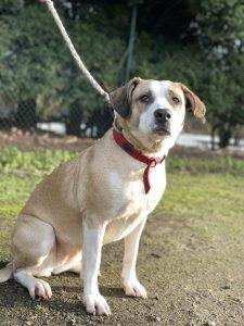 Four year old female crossbreed Lola is very friendly, but can be stubborn.