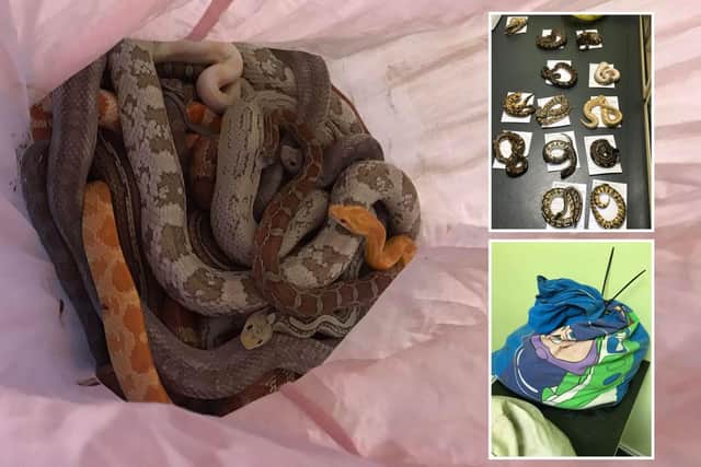 The 13 royal pythons found inside a pillowcase.