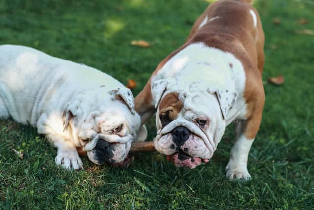 Police have issued advice to dog owners following the attempt to steal an English Bulldog from a man in Hartlepool.