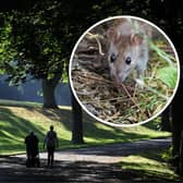 The issue of rats in Barnes Park is being made worse by litter, dog dirt and people feeding the birds, Sunderland City Council has said.