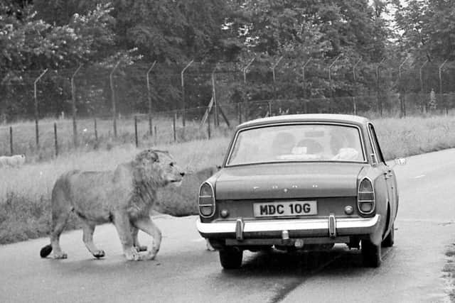 Lambton Lion Park, seen here in 1972, offered Ford Anglia drivers a close-up wildlife experience. Perhaps a little too close for some.