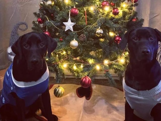 Buster and Ruby, age 1, pose by the tree for their Santa Paws picture.