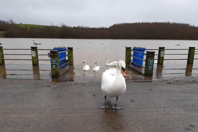 The birds at Herrington Country Park have been given more water to explore.